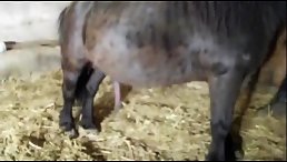 Stunning horse fucking woman hard