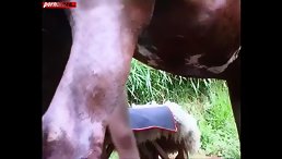 Public Fucking Horse