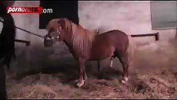 Eighteen Solo fucking big dick horse