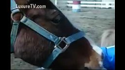 Public Sex Horse