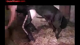 Horse Porn - Free Fuck Horse