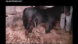 Babe Horse Fucked Girl
