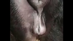 Licking Pussy Horse - animal xxx
