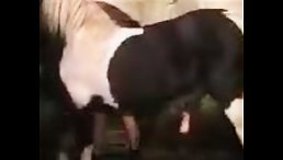 Bestiality porn - Crazy Horse Fucknig Girl, horse xxx