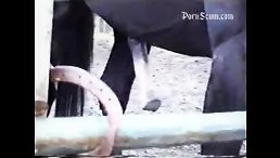 horse fuck girl