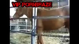 horse  fucking ass man