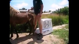 Public Fucked By Horse