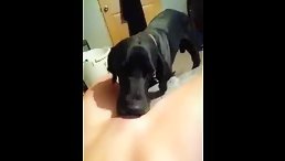 Cute dog licking her pussy - Animals porn