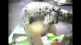 Dalmatian dog fuck girl