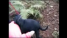 Litte Dog Rape Girl
