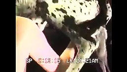 Big dog fucking brunette girl free