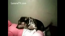 So Cute Babe Dog Fuck Litte Girl