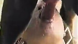 Big Dog Cum full Face Seduce Woman