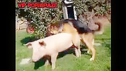 dog fuck pig